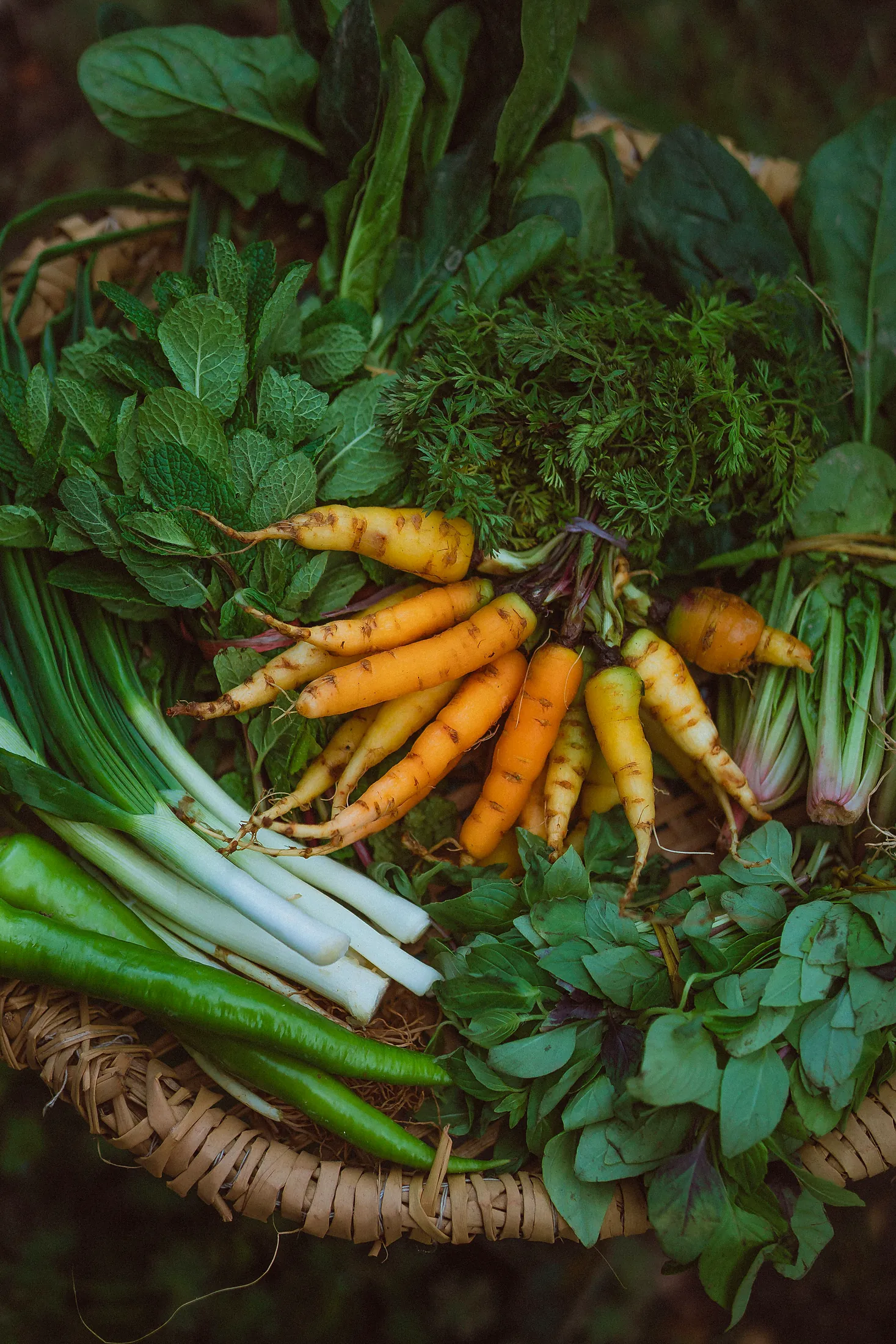 Greens, carrots and herbs laid out together